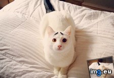 Tags: cat, cats, eyebrows, sam (Pict. in My r/CATS favs)