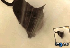Tags: cats, inefficient, slightly (GIF in My r/CATS favs)
