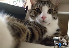 Tags: cats, selfie (Pict. in My r/CATS favs)
