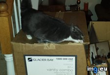 Tags: all, boxes, cats, loves, she, sizes (Pict. in My r/CATS favs)