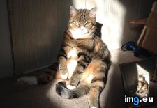 Tags: cats, human, she, sits (Pict. in My r/CATS favs)