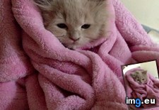 Tags: blanket, cats, snuggled (Pict. in My r/CATS favs)