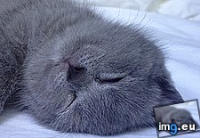 Tags: cats, dreaming, shhh (GIF in My r/CATS favs)