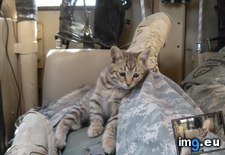 Tags: cats, day, kitty, maxpro, present, veterans, you (Pict. in My r/CATS favs)