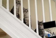 Tags: cats, majority, our, put, spend, time, wall (Pict. in My r/CATS favs)