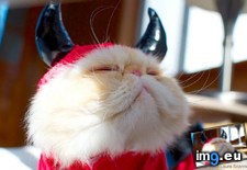 Tags: cats, costume, element, fluffypants, lucifur, sir (Pict. in My r/CATS favs)