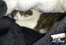 Tags: bed, blanket, cats, cave, comforters, find, for, him, put, sleeping, winter (Pict. in My r/CATS favs)