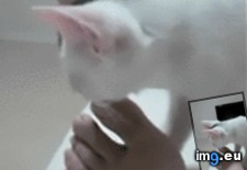 Tags: cats, feet, sniffing (GIF in My r/CATS favs)