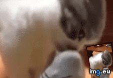 Tags: cats, feet, sniffing (GIF in My r/CATS favs)