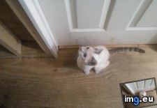 Tags: bedroom, cats, door, likes, meowing, sitting, snowy, stretching (Pict. in My r/CATS favs)