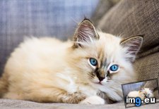 Tags: cats, finally, gave, kitten, oliver, ragdoll (Pict. in My r/CATS favs)