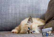 Tags: cats, finally, gave, kitten, oliver, ragdoll (Pict. in My r/CATS favs)