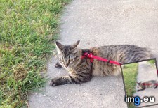 Tags: cats, leash, manx, time (Pict. in My r/CATS favs)