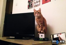 Tags: avoid, box, cats, decoder, him, put, sitting, top (Pict. in My r/CATS favs)