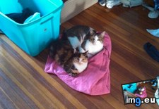 Tags: cats, grab, towel (Pict. in My r/CATS favs)
