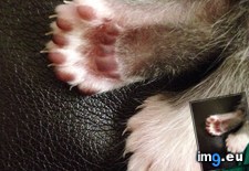 Tags: cats, toes (Pict. in My r/CATS favs)