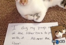 Tags: cats, pet, photo, shaming, snapped, wife (Pict. in My r/CATS favs)