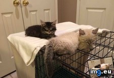 Tags: bed, cage, cats, comfy, soft, wire (Pict. in My r/CATS favs)