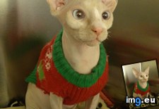 Tags: cats, klause, put, sphynx, thang, told, you (Pict. in My r/CATS favs)