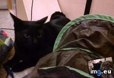Tags: adoption, black, cats, favor, jose, kitty, looked, san, shelter, sometim, sonny, sweet, younger (Pict. in My r/CATS favs)