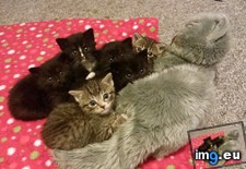 Tags: cats, mommy, surrogate (Pict. in My r/CATS favs)