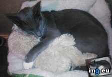 Tags: bear, cats, loves, snuggle, tesla (Pict. in My r/CATS favs)