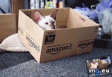 Tags: added, amazon, cats (GIF in My r/CATS favs)