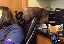 Tags: cat, cats, clinic, friend, give, likes, massages, practice, vet (Pict. in My r/CATS favs)