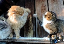 Tags: cats, dueling (Pict. in My r/CATS favs)