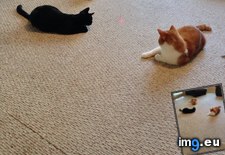 Tags: cat, cats, edition, games, hunger (Pict. in My r/CATS favs)