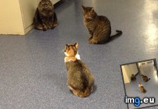 Tags: cats, hospital, meeting, sort (Pict. in My r/CATS favs)