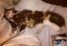 Tags: album, babes, cat, cats, huge, life (Pict. in My r/CATS favs)