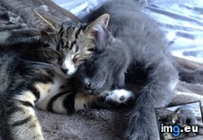 Tags: asleep, cats, fell (Pict. in My r/CATS favs)