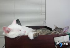 Tags: cats, inseparable (Pict. in My r/CATS favs)