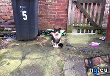 Tags: 5pm, cat, cats, food, gentlemen, night, patiently, proper, sits, waiting, yard (Pict. in My r/CATS favs)