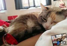 Tags: arm, cats, charlie, likes, sleep (Pict. in My r/CATS favs)