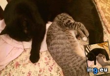 Tags: cat, cats, kitten, sleeping (Pict. in My r/CATS favs)