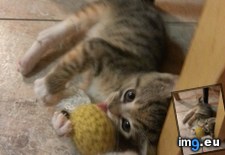 Tags: baby, cats, foster, playing, seeker, snitch, toy (Pict. in My r/CATS favs)