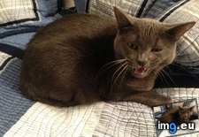 Tags: cats, friend, jerald, kitty, old, she, years (Pict. in My r/CATS favs)
