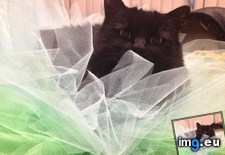 Tags: cats, likes, precious, tutu (Pict. in My r/CATS favs)