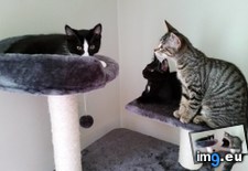 Tags: brother, cats, foster, kittens, met, staring, time (Pict. in My r/CATS favs)