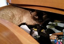 Tags: cats, drawers, likes, way, zubov (Pict. in My r/CATS favs)