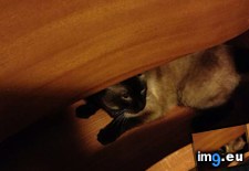 Tags: cats, drawers, likes, way, zubov (Pict. in My r/CATS favs)
