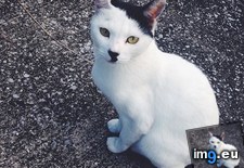 Tags: cat, cats, familiar, looked, strangely, stray (Pict. in My r/CATS favs)