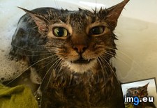 Tags: baths, bit, cats, dinosaur, one, tiny (Pict. in My r/CATS favs)