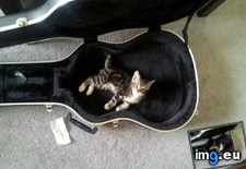 Tags: case, cat, cats, guitar, guy, lesso, lessons, sleeps, violin (Pict. in My r/CATS favs)