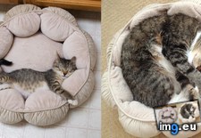 Tags: bed, cats, loves, toby, years (Pict. in My r/CATS favs)