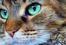 Tags: cats, eyes, turquoise (Pict. in My r/CATS favs)