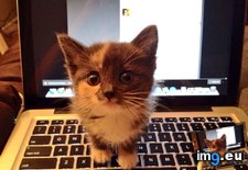 Tags: cats, kitten, mind, paper, plans, was, write (Pict. in My r/CATS favs)
