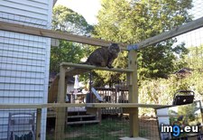 Tags: cats, enclosure, finished, for, indoor, our (Pict. in My r/CATS favs)